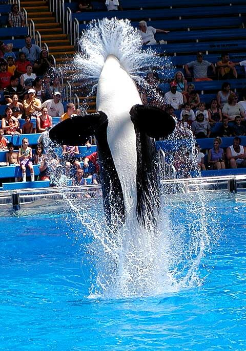 Whale_Hair.jpg