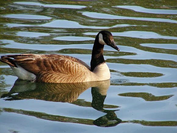 goose_mod_web.jpg